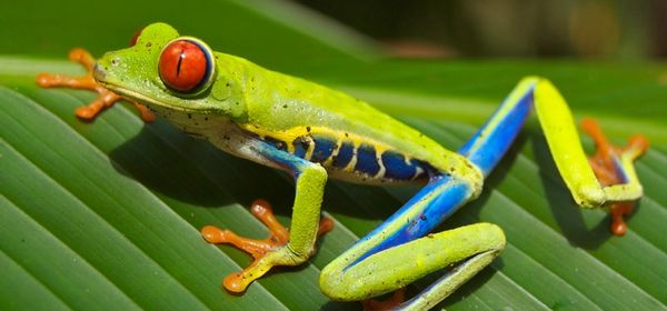 Clonage : une espèce de grenouille ressuscitée